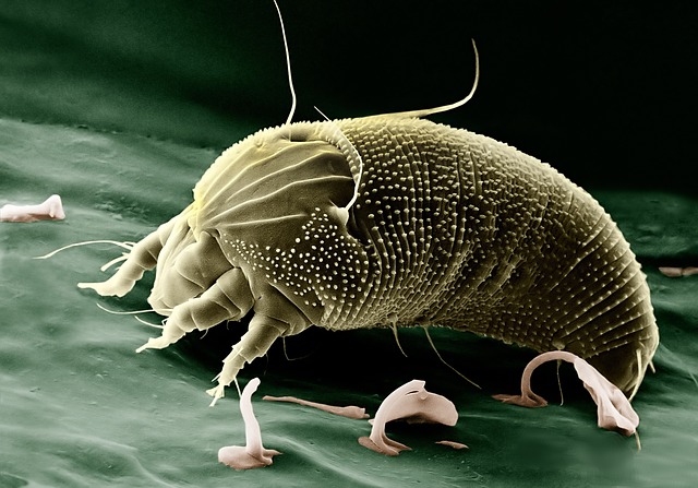 aspirapolvere senza sacco - allergie