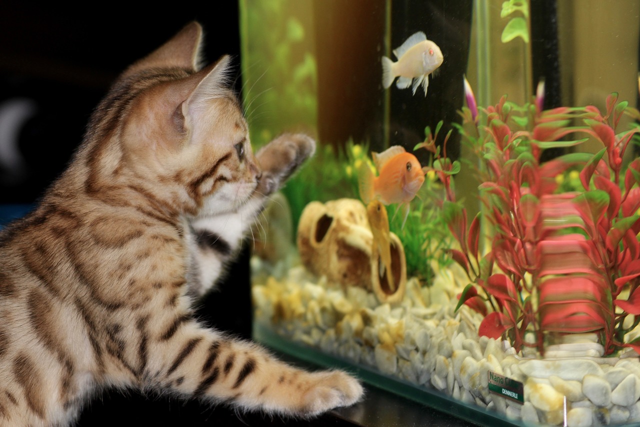 gatto e acquario