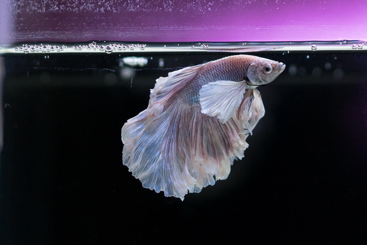 pesce in acquario