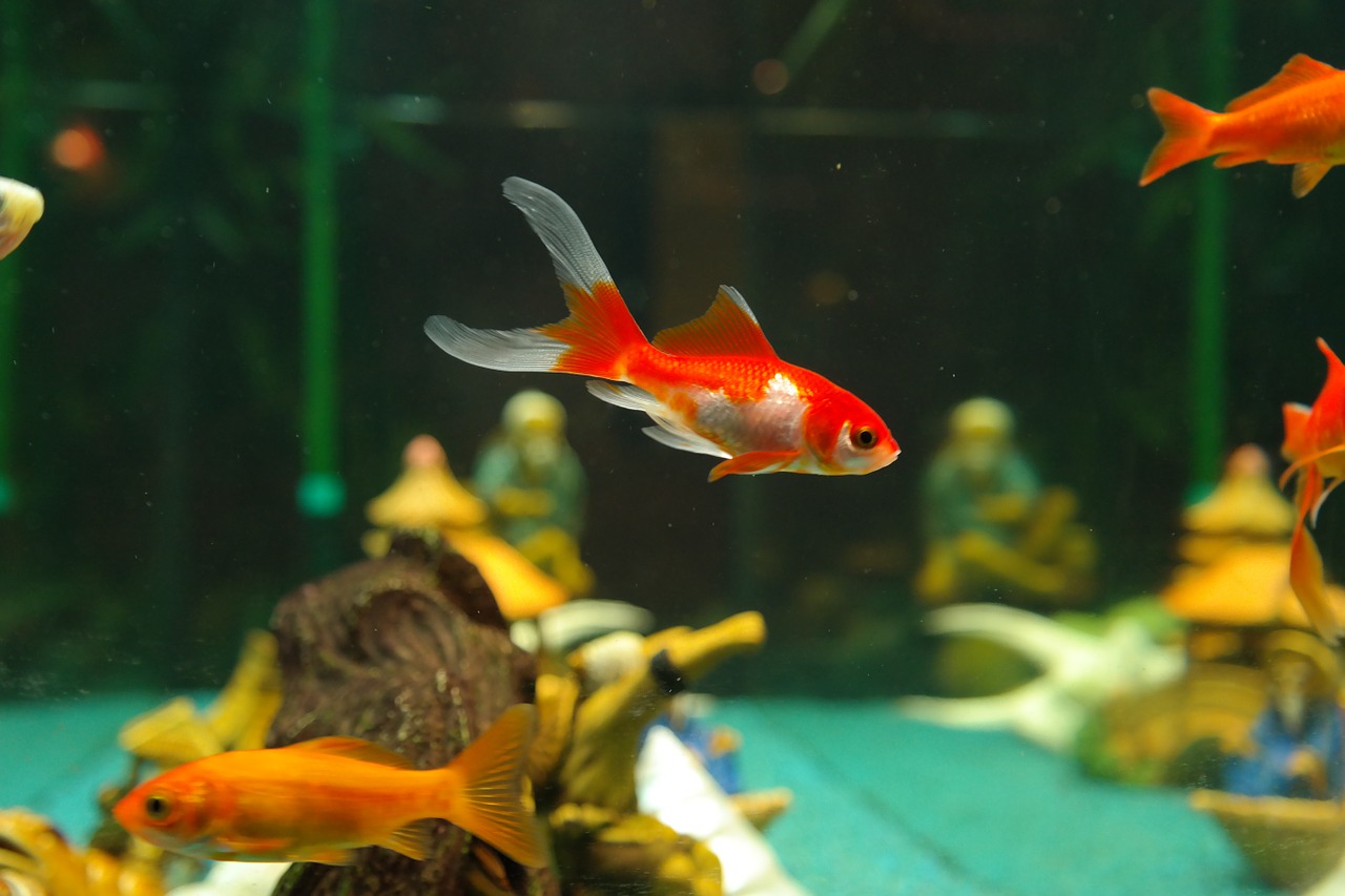 pesci rossi acquario