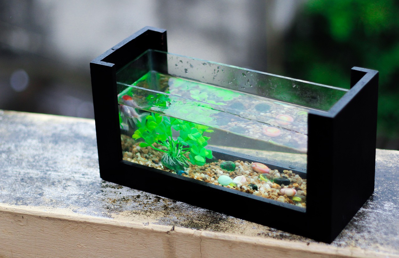 piccolo acquario